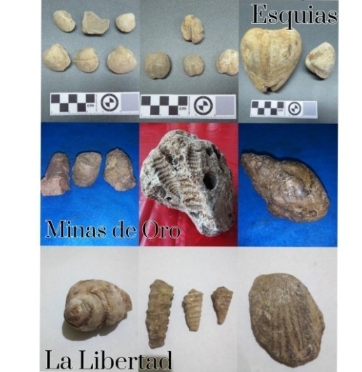 Fósiles encontrados en el Cerro de los Tornillos y en varios sitios del departamento de Comayagua