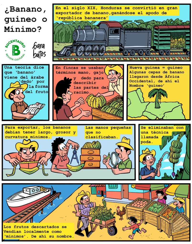 HISTORIETA: ¿Banano, mínimo o guineo?
